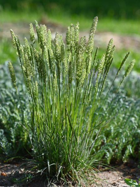 Image of Koeleria macrantha