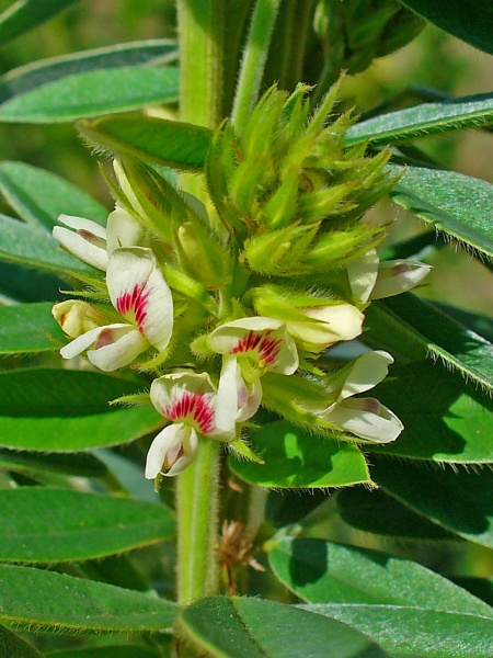 Image of Lespedeza capitata