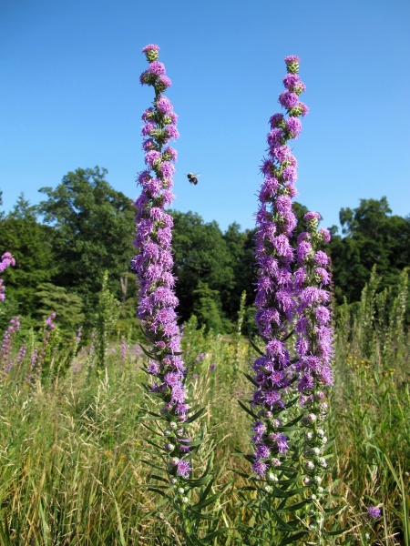 Image of Liatris aspera
