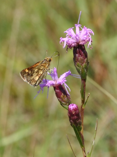 Image of Liatris cylindracea