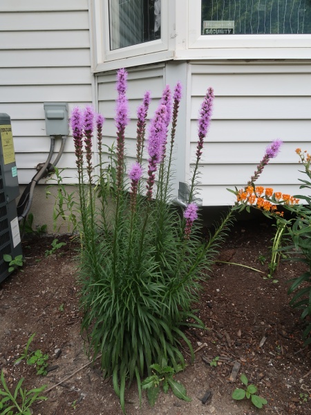 Image of Liatris spicata