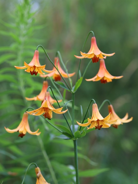 Image of Lilium canadense