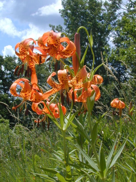 Image of Lilium michiganense