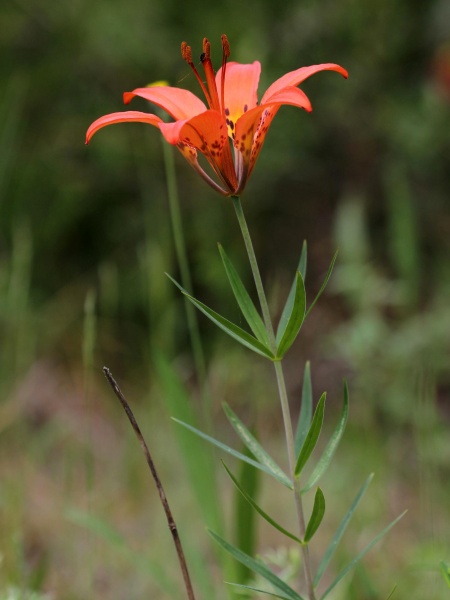 Image of Lilium philadelphicum