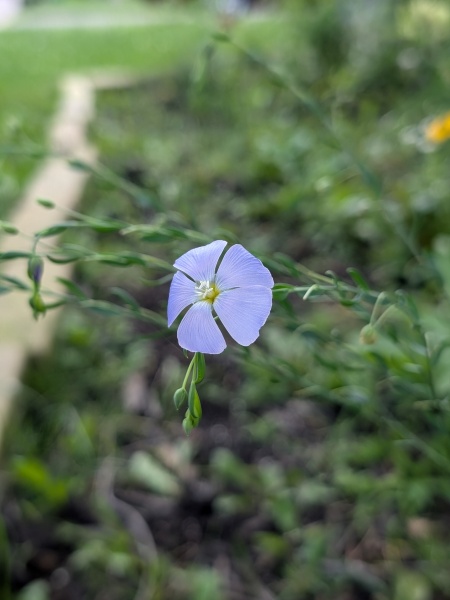 Image of Linum lewisii