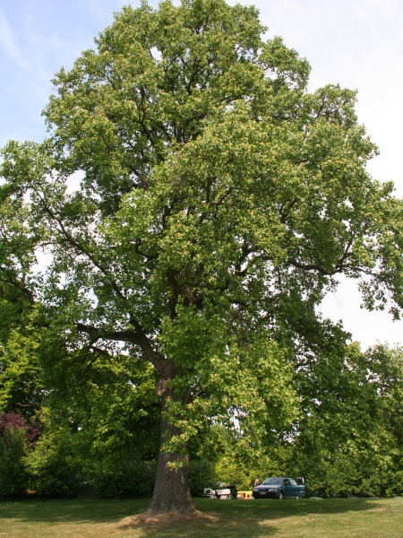 Image of Liriodendron tulipifera