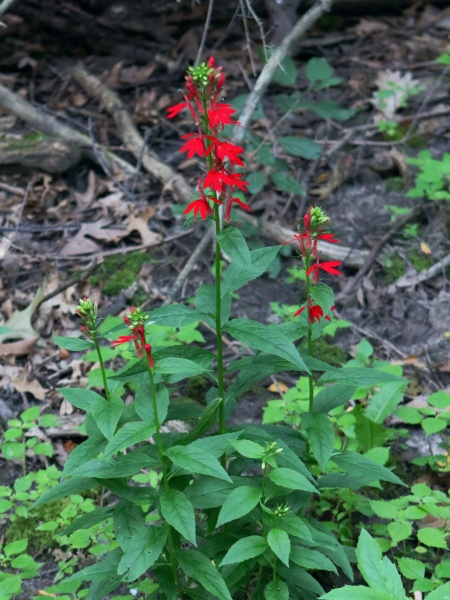 Image of Lobelia cardinalis