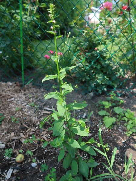 Image of Lobelia inflata