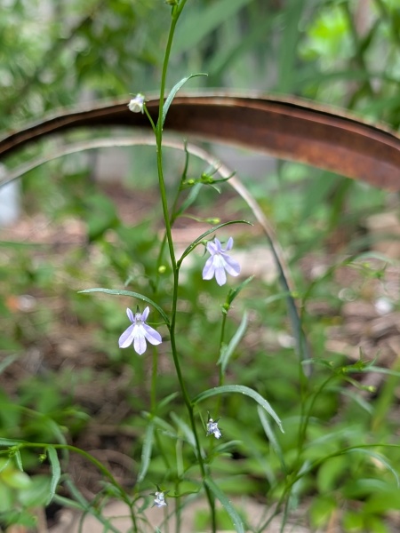 Image of Lobelia kalmii