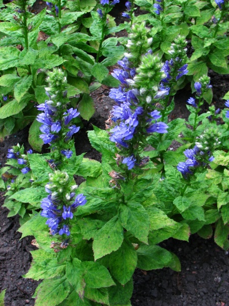 Image of Lobelia siphilitica