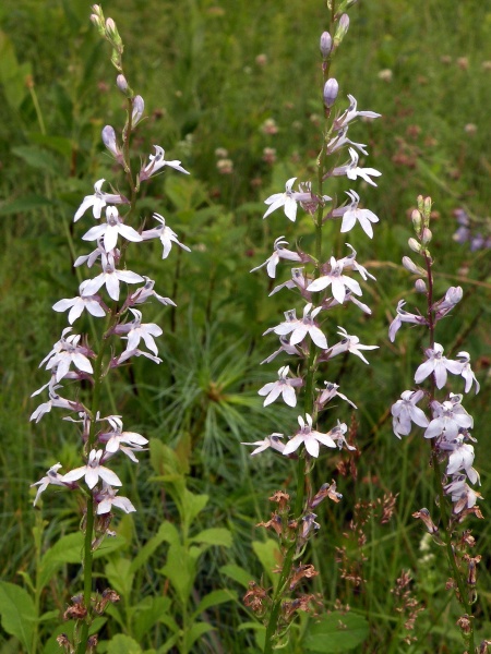 Image of Lobelia spicata
