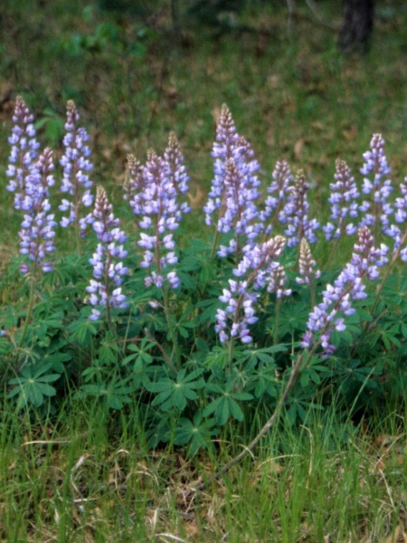 Image of Lupinus perennis