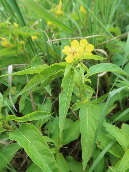 Image of Lysimachia ciliata