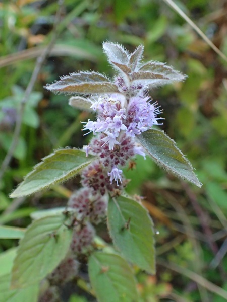 Image of Mentha canadensis