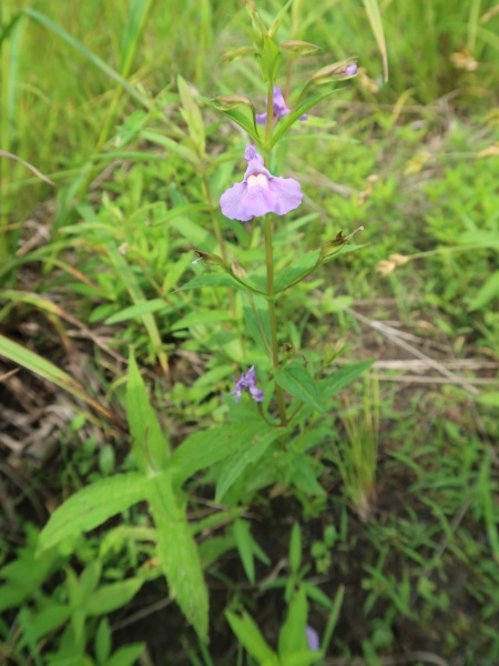 Image of Mimulus ringens