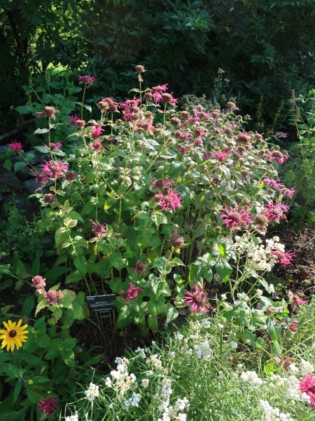 Image of Monarda didyma
