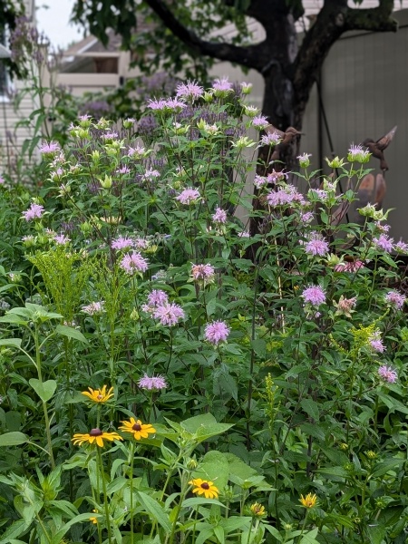Image of Monarda fistulosa