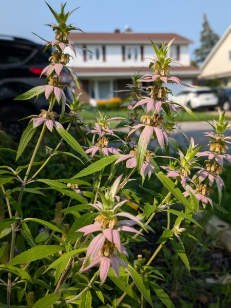 Image of Monarda punctata