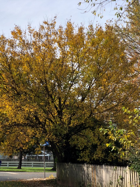 Image of Morus rubra