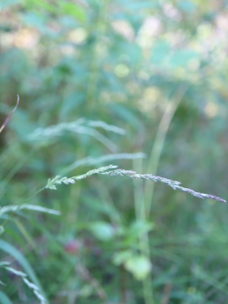 Image of Muhlenbergia mexicana