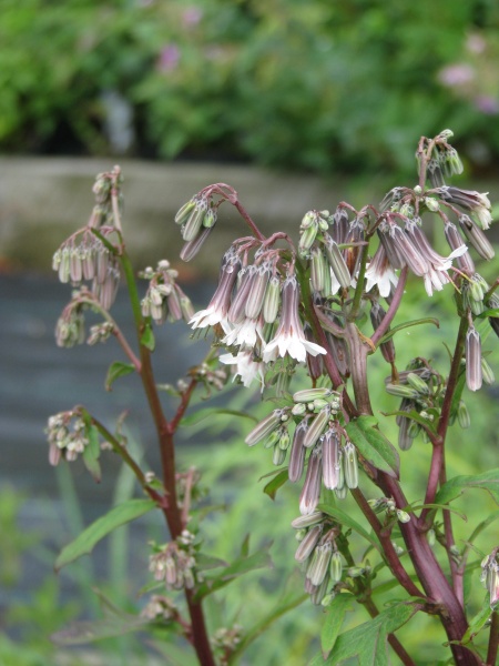 Image of Nabalus albus