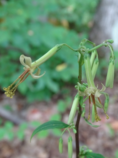 Image of Nabalus altissimus