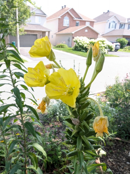 Image of Oenothera biennis