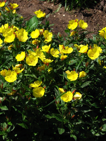 Image of Oenothera fruticosa