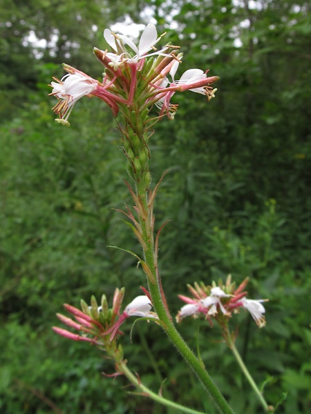Image of Oenothera gaura
