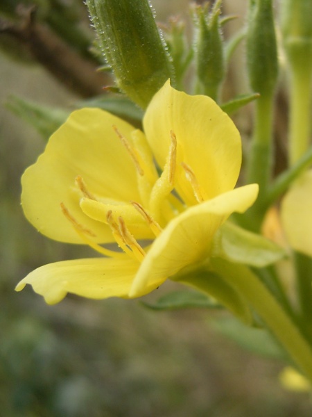 Image of Oenothera parviflora