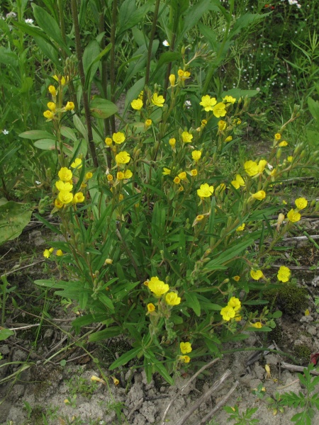 Image of Oenothera perennis
