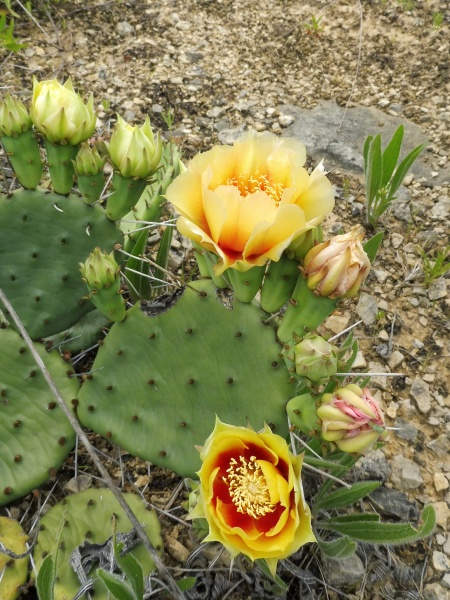 Image of Opuntia cespitosa