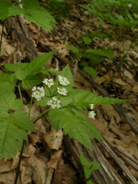 Image of Osmorhiza longistylis