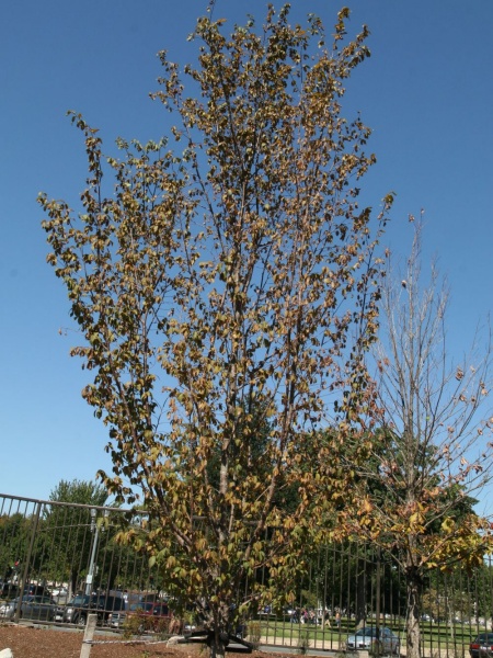 Image of Ostrya virginiana