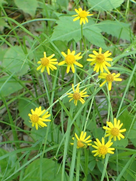 Image of Packera aurea