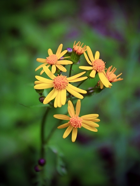 Image of Packera paupercula