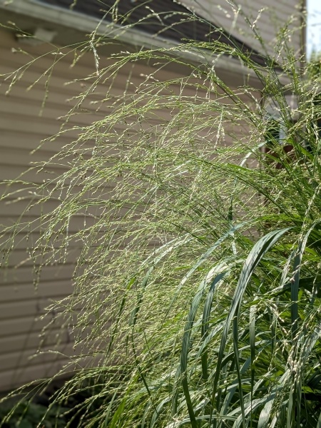 Image of Panicum virgatum