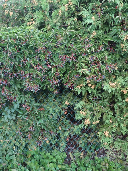 Image of Parthenocissus quinquefolia