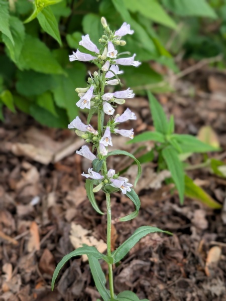 Image of Penstemon gracilis