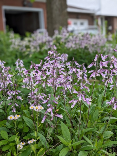 Image of Penstemon hirsutus