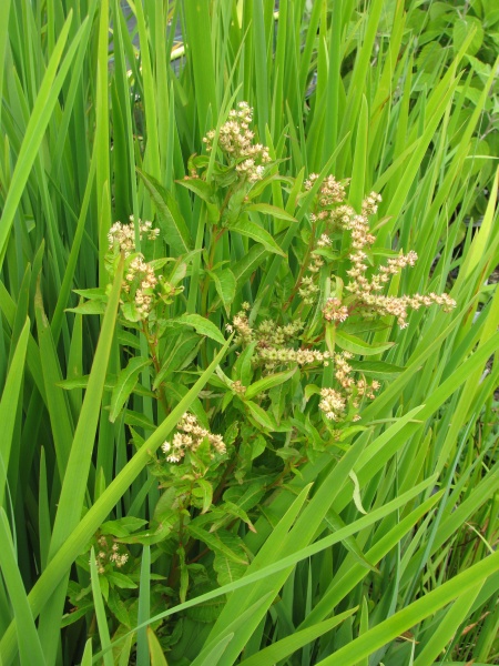 Image of Penthorum sedoides