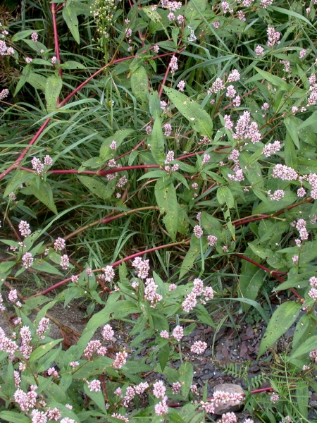 Image of Persicaria pensylvanica