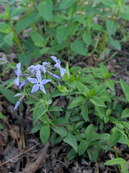 Image of Phlox divaricata