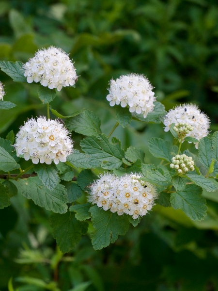 Image of Physocarpus opulifolius