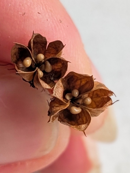 Image of Physocarpus opulifolius