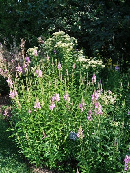Image of Physostegia virginiana
