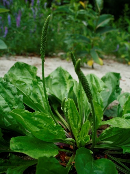 Image of Plantago rugelii
