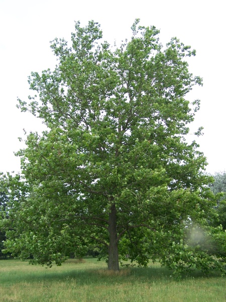 Image of Platanus occidentalis