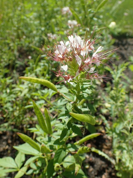 Image of Polanisia dodecandra