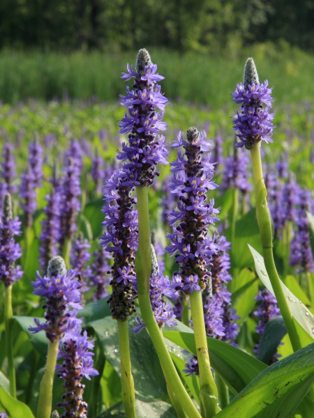Image of Pontederia cordata